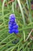 Fleur Muscari botryde