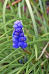 Fleur Muscari botryde