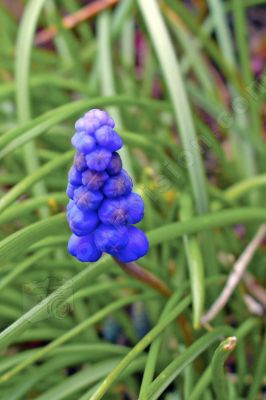 Fleur Muscari botryde - Photo libre de droit - PABvision.com