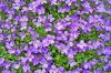 Petites fleurs sauvages violettes