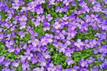 Petites fleurs sauvages violettes