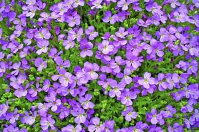 Petites fleurs sauvages violettes - Photo libre de droit - PABvision.com