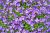 Petites fleurs sauvages violettes - Photos