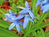 Scille � deux feuilles