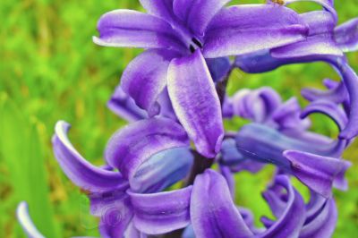 Orchidée sauvage - Photo libre de droit - PABvision.com