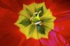 Fleur primeveyre rouge et jaune