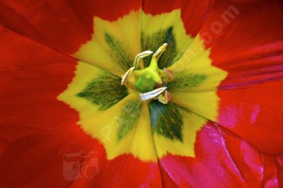 Fleur primeveyre rouge et jaune - Photo libre de droit - PABvision.com