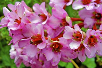 Fleurs sauvage rose - Photo libre de droit - PABvision.com