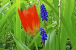 Fleurs rouge et muscari botryde