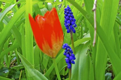 Fleurs rouge et muscari botryde - Photo libre de droit - PABvision.com