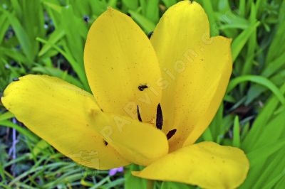 Fleur sauvage jaune - Photo libre de droit - PABvision.com