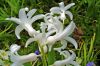 Fleurs orchid�e sauvage blanche
