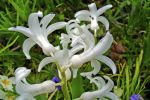 Fleurs orchide sauvage blanche