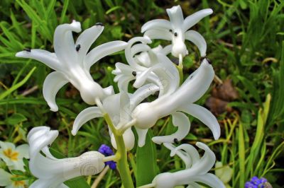Fleurs orchidée sauvage blanche - Photo libre de droit - PABvision.com