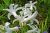 Fleurs orchide sauvage blanche - Photos