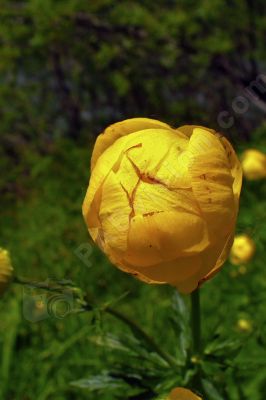 Bouton d'or - Photo libre de droit - PABvision.com
