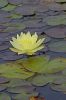 N�nuphar jaune