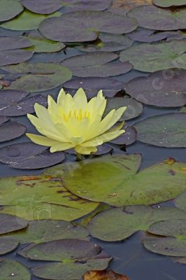 Nénuphar jaune - Photo libre de droit - PABvision.com