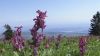  Chasseral,fleurs corydales creuses