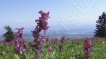  Chasseral,fleurs corydales creuses