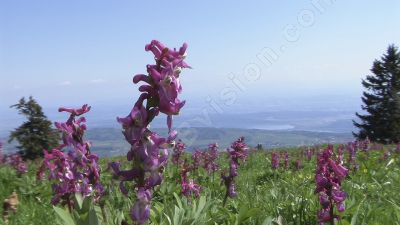 Chasseral,fleurs corydales creuses - Photo libre de droit - PABvision.com