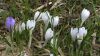 Les crocus sortent le printemps arrive