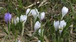 Les crocus sortent le printemps arrive