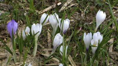 Les crocus sortent le printemps arrive - Photo libre de droit - PABvision.com