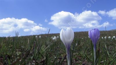  Les crocus        - Photo libre de droit - PABvision.com