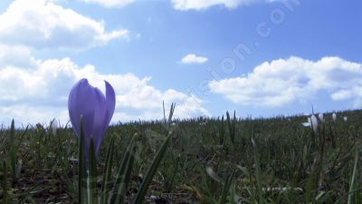  Les crocus               - Photo libre de droit - PABvision.com