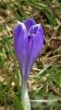 Gros plan sur un crocus