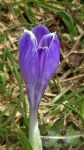 Gros plan sur un crocus