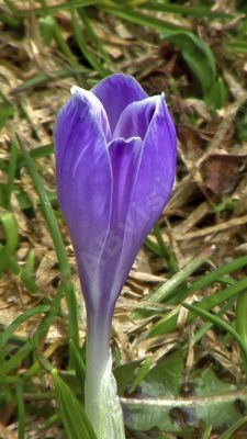 Gros plan sur un crocus - Photo libre de droit - PABvision.com