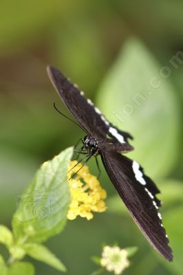 Papillon sur une fleur jaune - Photo libre de droit - PABvision.com