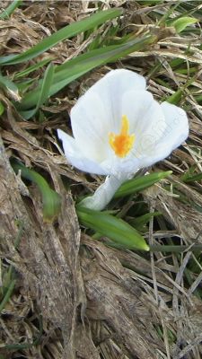  Gros plan sur un crocus                   - Photo libre de droit - PABvision.com