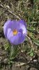  Gros plan sur un crocus                  