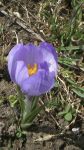  Gros plan sur un crocus                  