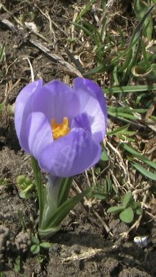 Gros plan sur un crocus - Photo libre de droit - PABvision.com