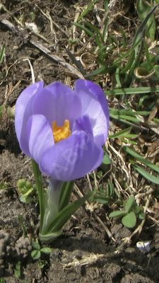  Gros plan sur un crocus                   - Photo libre de droit - PABvision.com