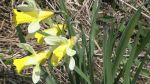  Les jonquilles