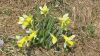  Les jonquilles