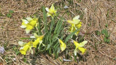  Les jonquilles - Photo libre de droit - PABvision.com