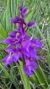 Orchid�es sauvages