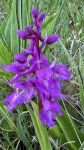 Orchides sauvages