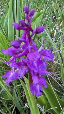 Orchides sauvages - Photo libre de droit - PABvision.com