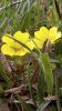 Petite fleur jaune sauvage de montagne