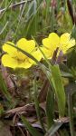 Petite fleur jaune sauvage de montagne