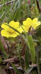 Petite fleur jaune sauvage de montagne