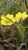 Petite fleur jaune sauvage de montagne - Photos