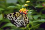 Papillon sur une fleur